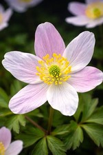 ��Fioritura primaverile