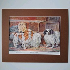 Yorkshire Terrier, Maltese Terrier, Blenheim Spaniel & Japanese Spaniel - Stampa
