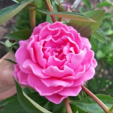 3d stampa in silicone forma pionia fiori per sapone candele figurine di gesso