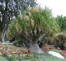 BEAUCARNEA RECURVATA 50 SEMI PIANTA DA MANGIARE FUMO