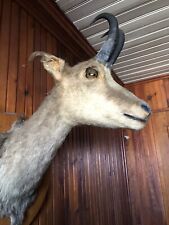 testa imbalsamata di camoscio Capriolo palco Corna Trofeo Caccia