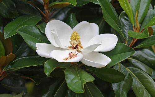 Magnolia grandiflora pianta