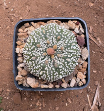 ASTROPHYTUM ASTERIAS