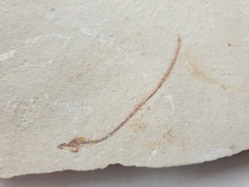 Anguilla fossile enchelion - fossile,