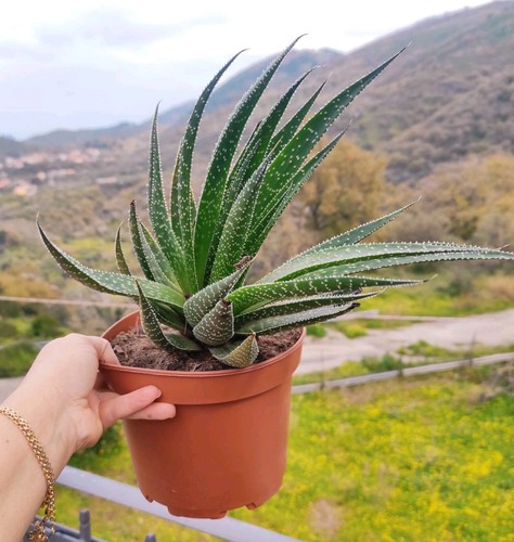 Vaso 17cm pianta aloe - pianta,