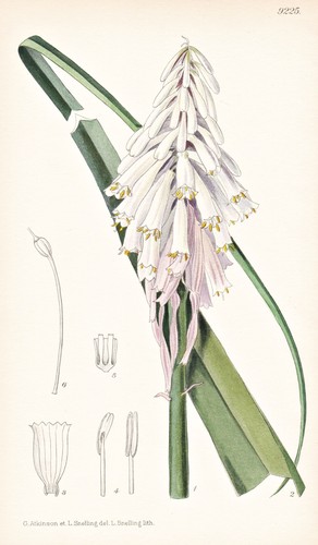 Kniphofia insignis abyssinia - insignis,