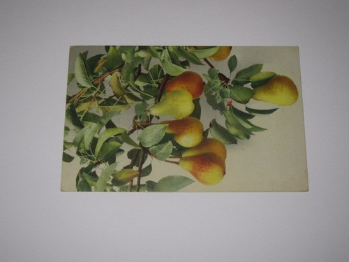 Cartolina illustrata viaggiata - cartolina,