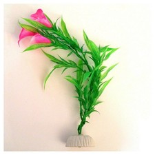 PIANTA 25 CM PIANTINA