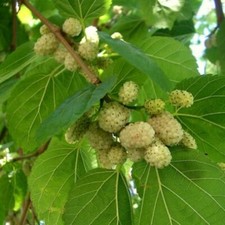 GELSO COMUNE-  MORUS ALBA L  SEMI 500 PER GRAMMO CIRCA