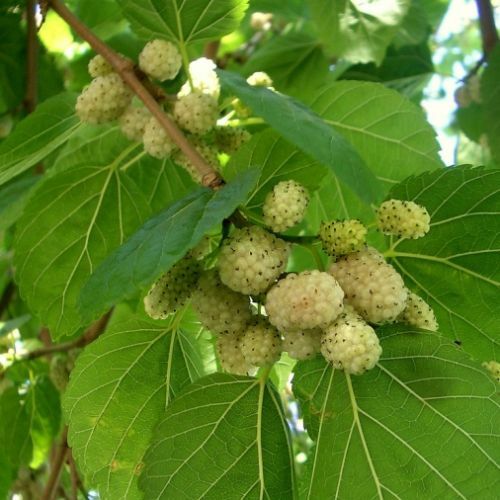 Gelso comune morus alba l - gelso,