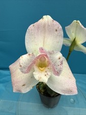 Lycaste Soft Pink White Red