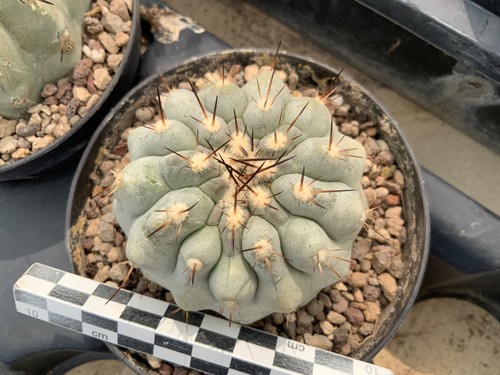 107 copiapoa cinerea - 107,