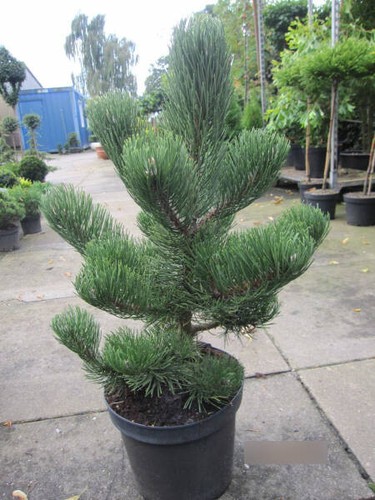 Pino nero oregon green pinus - nero,
