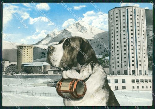 Torino sestriere cane san - cane,