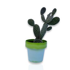 Pianta grassa di Fico D'India