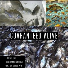 150+ Live Bluegill Fish,Bream