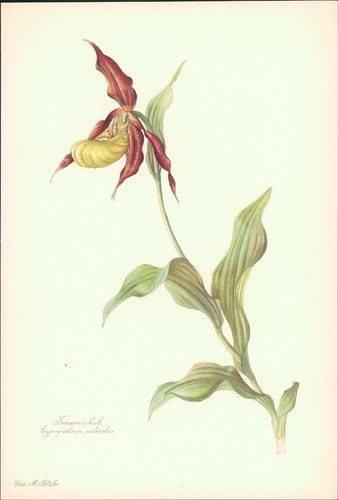 Scarpa donna cypripedium - scarpa,