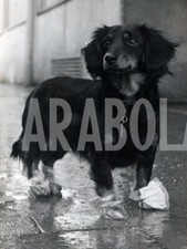 Foto vintage Cani, 1959, Cane pronto con scarpe antipioggia, Stampa 21 x 15 cm