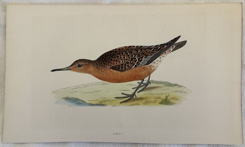 Knot calidris canutus - knot,