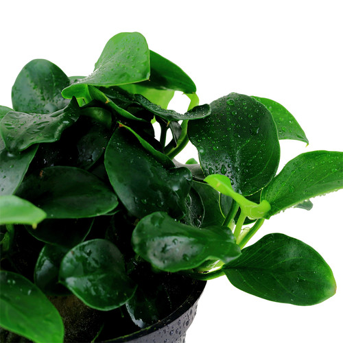 Tropica anubias nana petite - tropica,