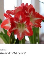 AMARYLLIS HIPPEASTRUM