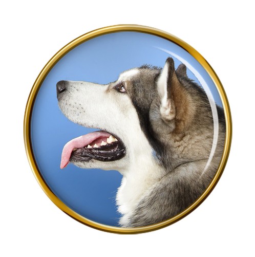 Alaskan malamute cane - malamute,