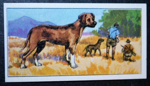 Rhodesian ridgeback vintage - ,