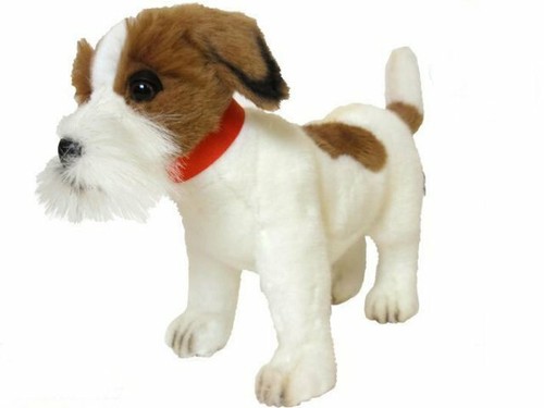 Hansa jack russel terrier - hansa,