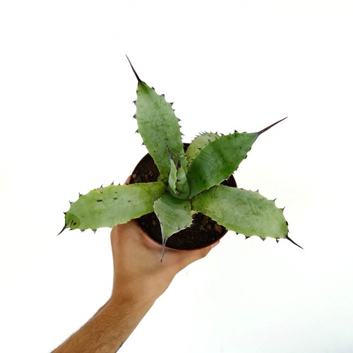 Agave subsimplex - agave, f1