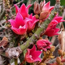 Brachychiton discolor 50-80cm