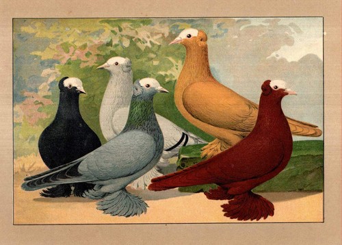 Farbentauben pfaffen - farbentauben:,