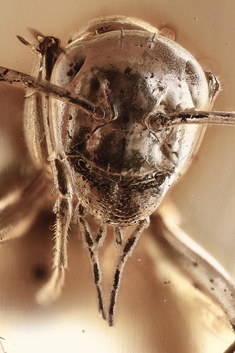 Gigante stupenda formica - stupenda,