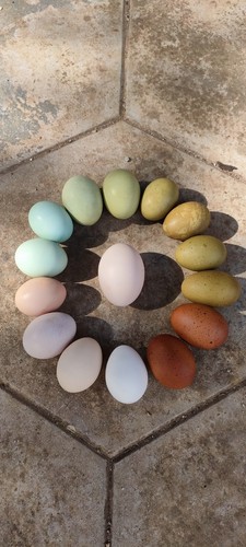 Uova feconde galline - feconde,