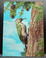 Cartolina Lenticolare da Collezione - 3D Postcard - Picchio Woodpecker