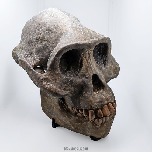 Australopithecus afarensis