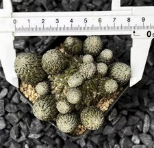 8.4cm Pelecyphora aselliformis