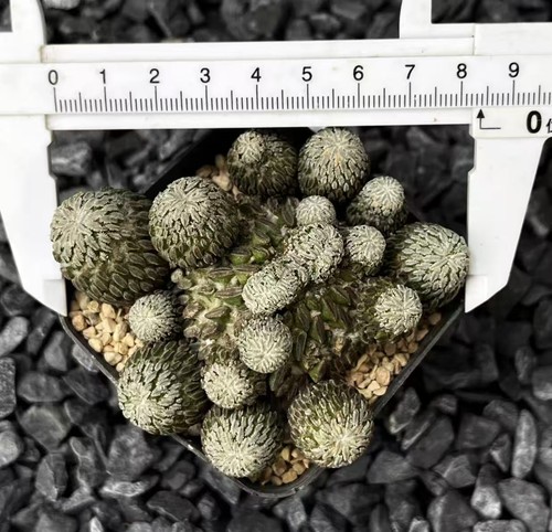 4cm pelecyphora aselliformis - 8.4cm,