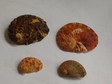 Conchiglia Shell  Lotto