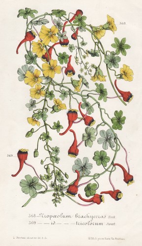 Tropaeolum brachyceras - tropaeolum,