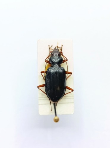 Entomology taxidermy - entomology,