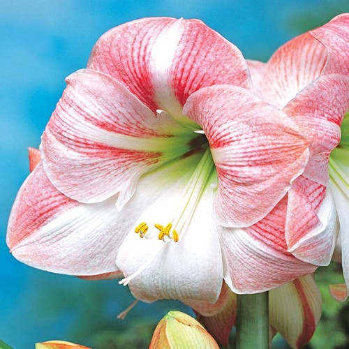 Amaryllis bulbo fiore - bulbo,