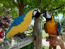 PAPPAGALLO ARA AMIGURUMI