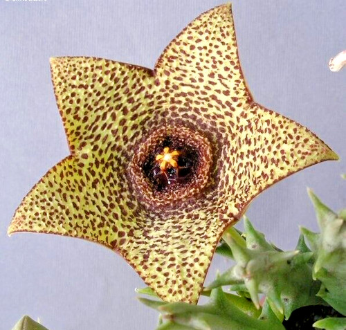 Talea senza radici - senza, orbea