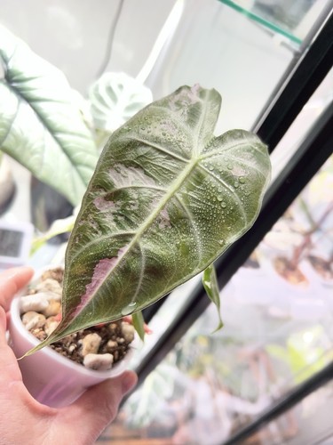 Alocasia pink dragon albo - pink, albo/pink