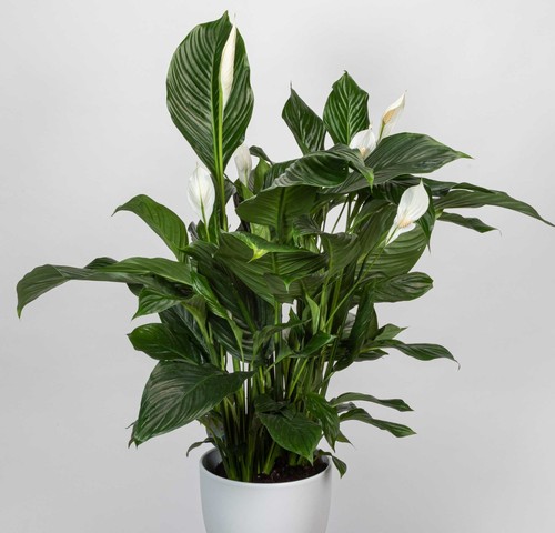 Pianta spathiphyllum - di,