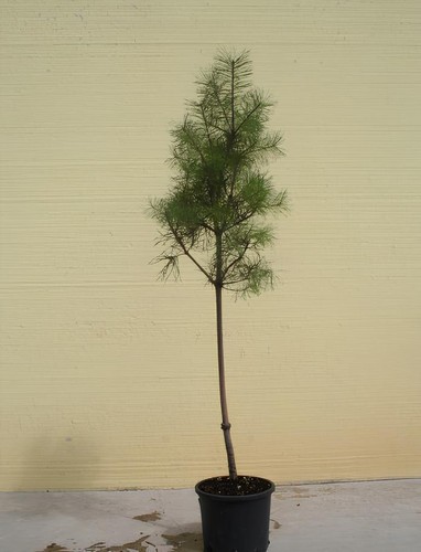 Pino silvestre pinus - silvestre, "pinus