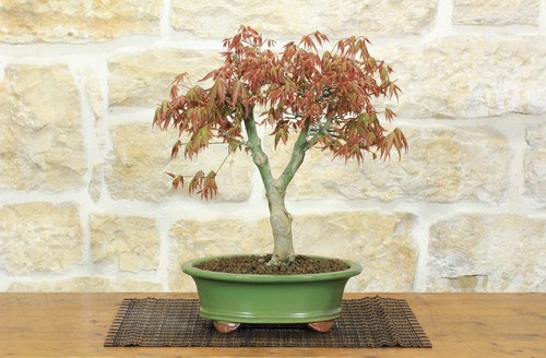 Bonsai acero palmato - acero, (62)