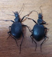 Coleoptera Carabidae  Cychrus Italicus it Calabria 