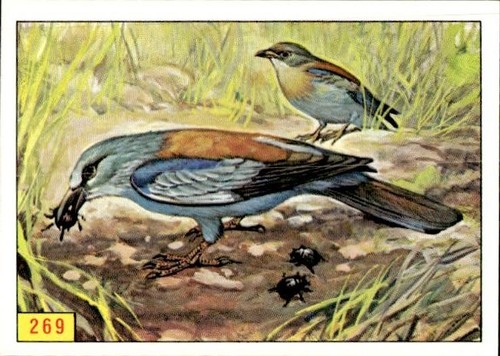 Figurina uccelli panini - figurina,