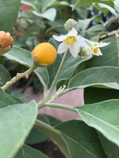 ALBERO DI PATATE - SOLANUM